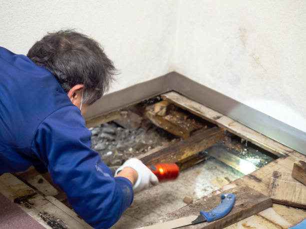Best Crawl Space Mold Removal  in Lake Magdalene, FL