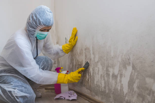 Best Attic Mold Removal  in Lake Magdalene, FL