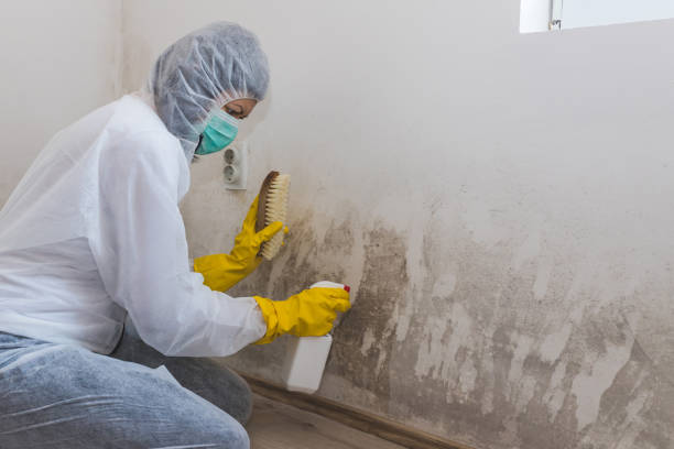 Best Attic Mold Removal  in Lake Magdalene, FL