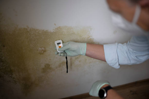 Best Crawl Space Mold Removal  in Lake Magdalene, FL