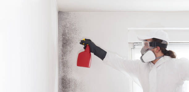 Best Professional Mold Removal  in Lake Magdalene, FL