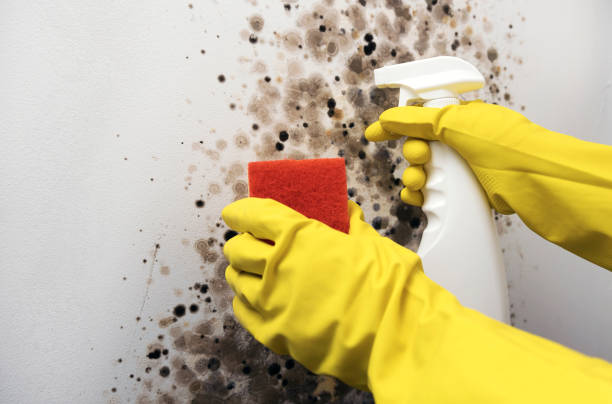 Best Certified Mold Removal  in Lake Magdalene, FL