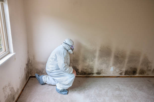 Best Fast Mold Removal  in Lake Magdalene, FL