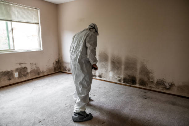 Best Mold Damage Repair  in Lake Magdalene, FL