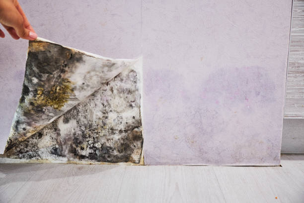 Best Commercial Mold Removal  in Lake Magdalene, FL